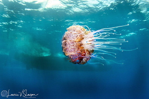 Jellyfish and Dive Boat/Photographed with a Tokina 10-17 ... by Laurie Slawson 